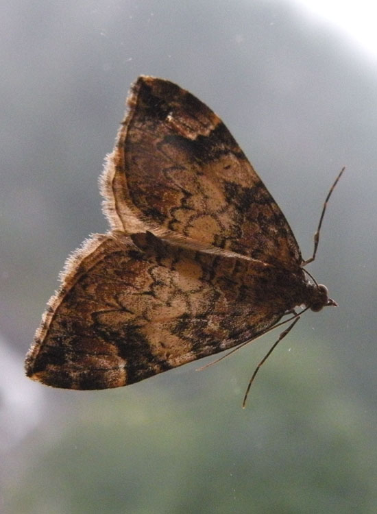 Dysstroma truncata ?